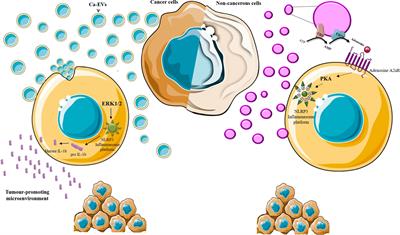 Extracellular Vesicles and the Inflammasome: An Intricate Network Sustaining Chemoresistance